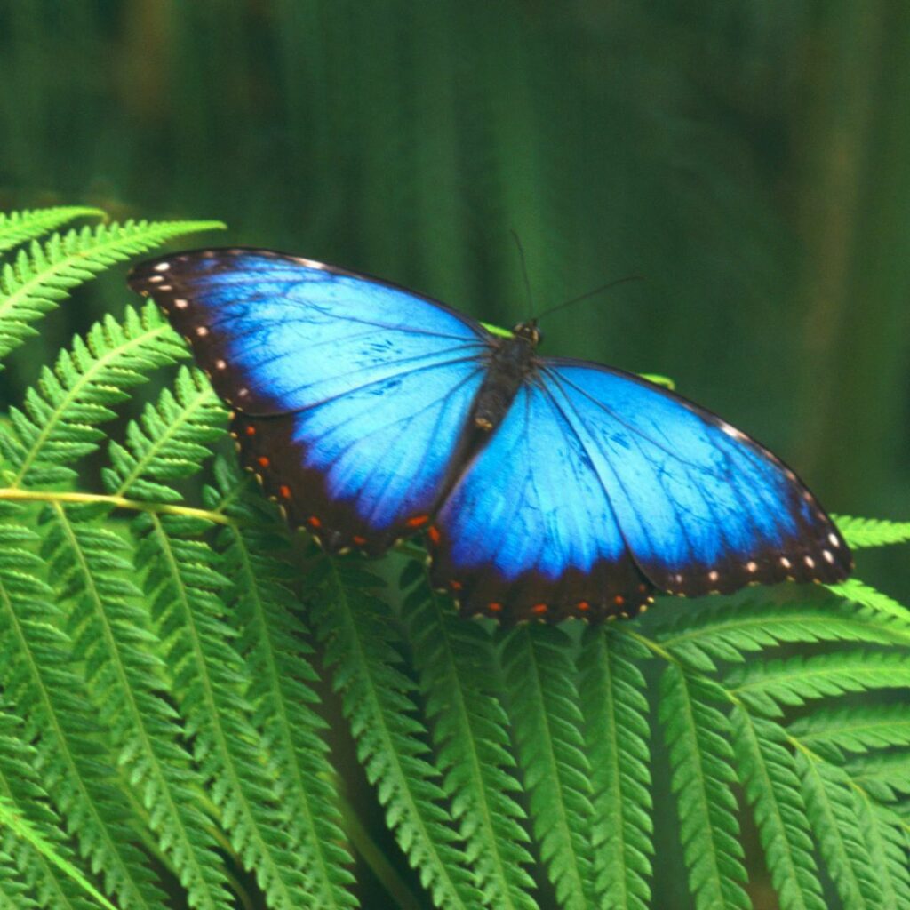 butterfly on leaves for teaching the butterfly life cycle