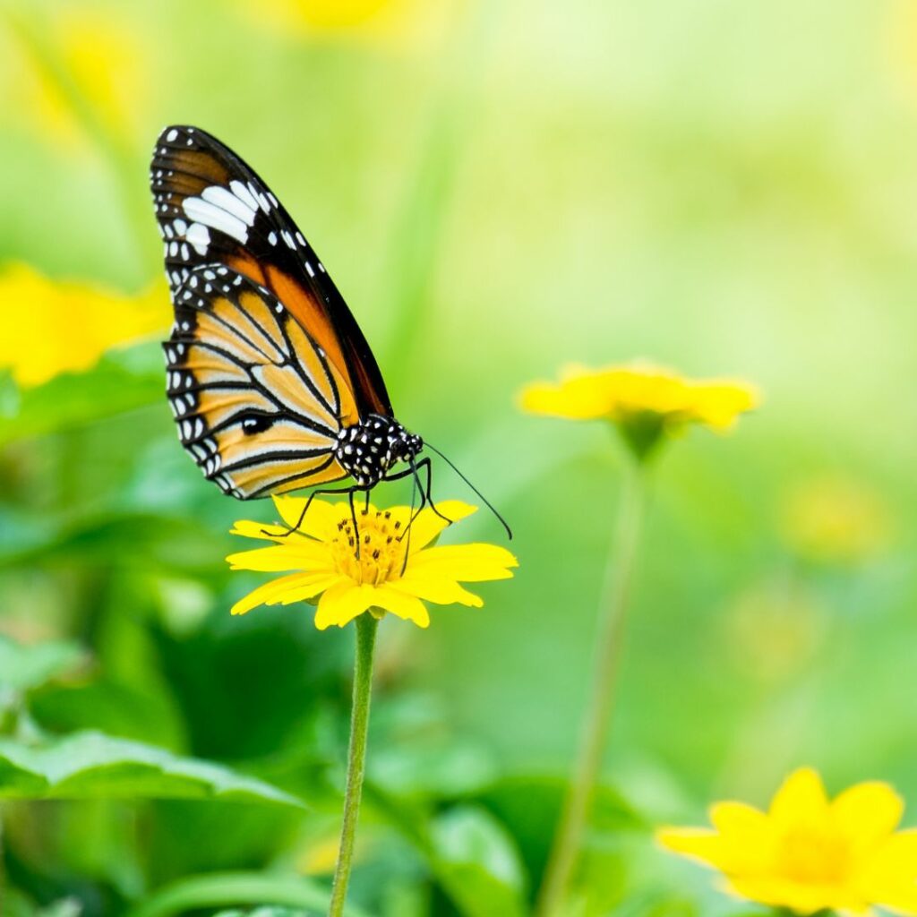 butterfly in field of flowers for teaching the butterfly life cycle