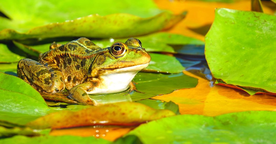 The Best Activities To Explore The Frog Life Cycle In First Grade