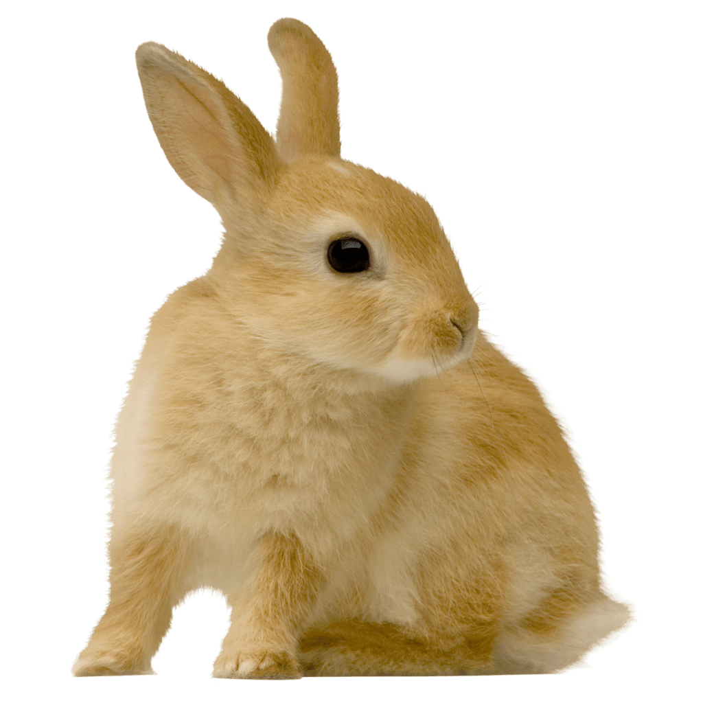 rabbit animal research