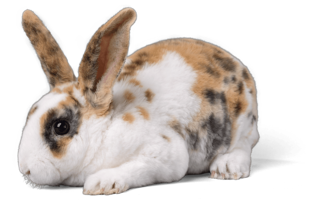 rabbit animal research