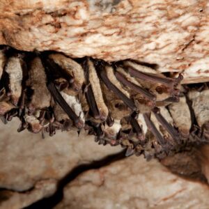 bats in a cave displaying hibernation