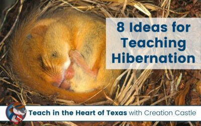 How to Make Learning About Hibernation Interesting in Elementary School