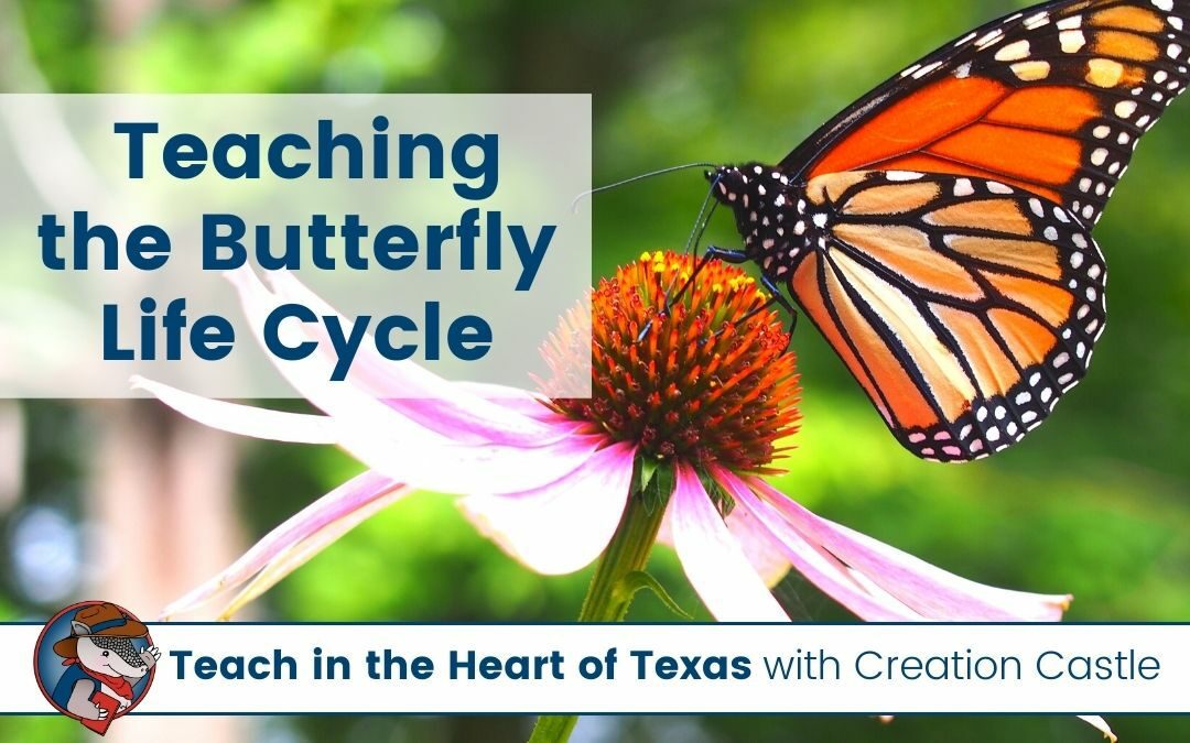 Encourage Curiosity While Teaching the Butterfly Life Cycle