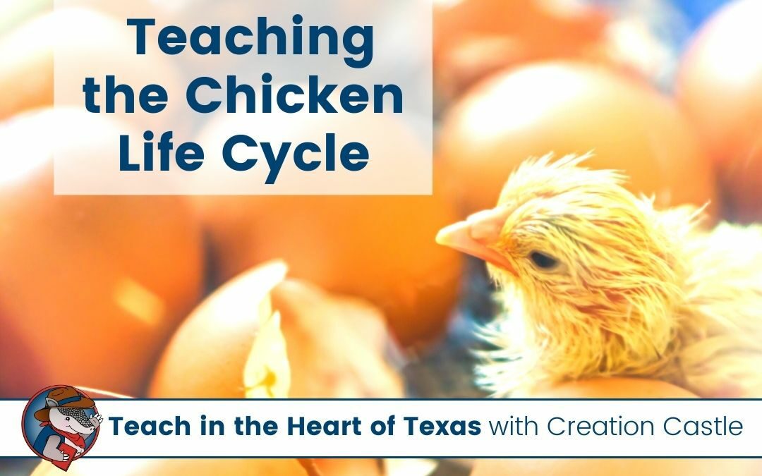 4 Ways to Help Your Students Understand the Chicken Life Cycle